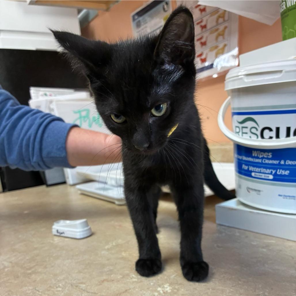 Enlarge Fancy, a Adoptable Domestic Short Hair in Hamilton, GA image 1/1