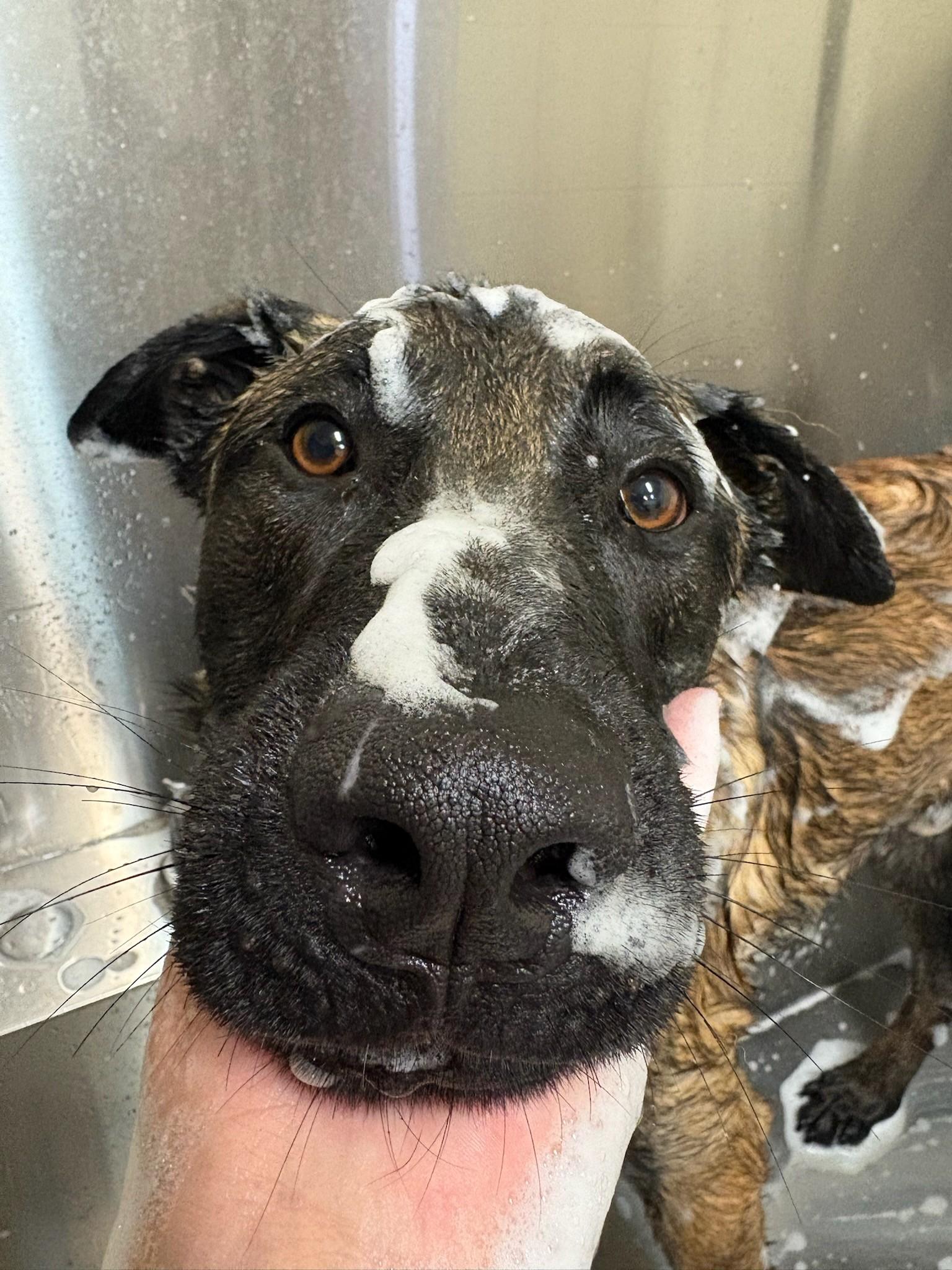 Enlarge Kev, a Adopted mixed breed in Eaton, CO image 2/3