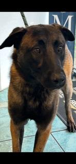 Enlarge Kev, a Adopted mixed breed in Eaton, CO image 3/3