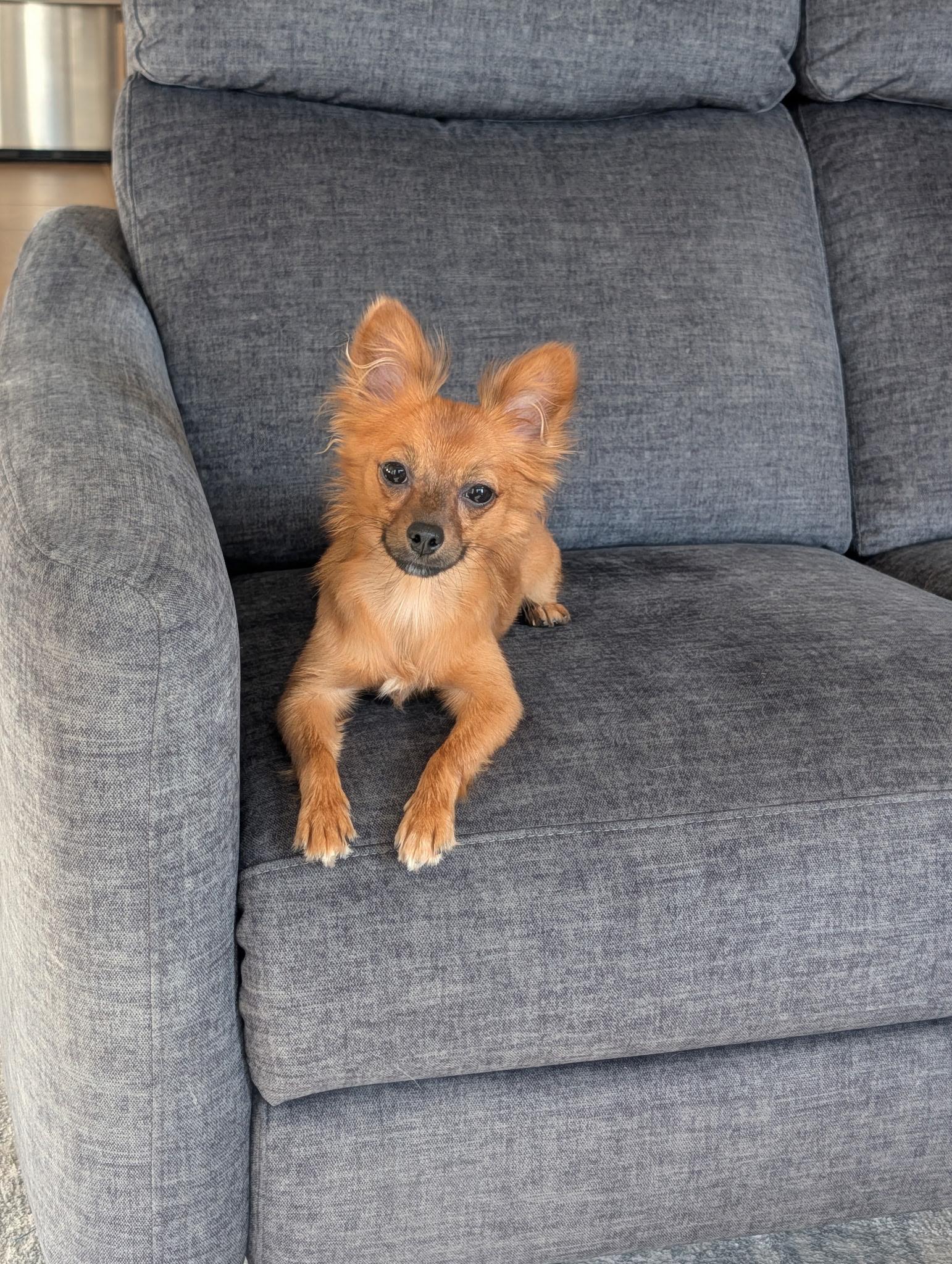 Enlarge Lyza, a Adopted mixed breed in Bradenton, FL image 1/6