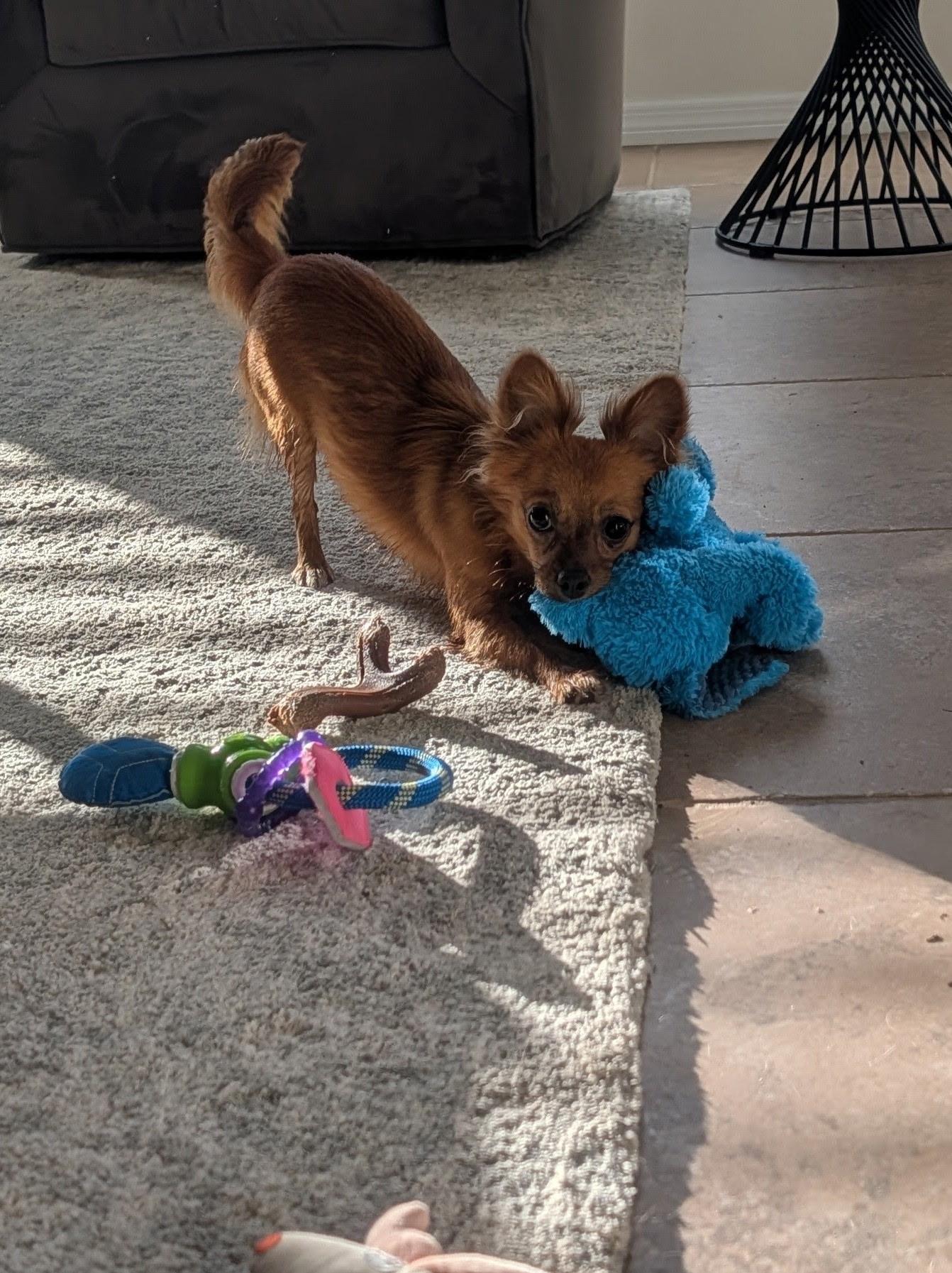 Enlarge Lyza, a Adopted mixed breed in Bradenton, FL image 2/6