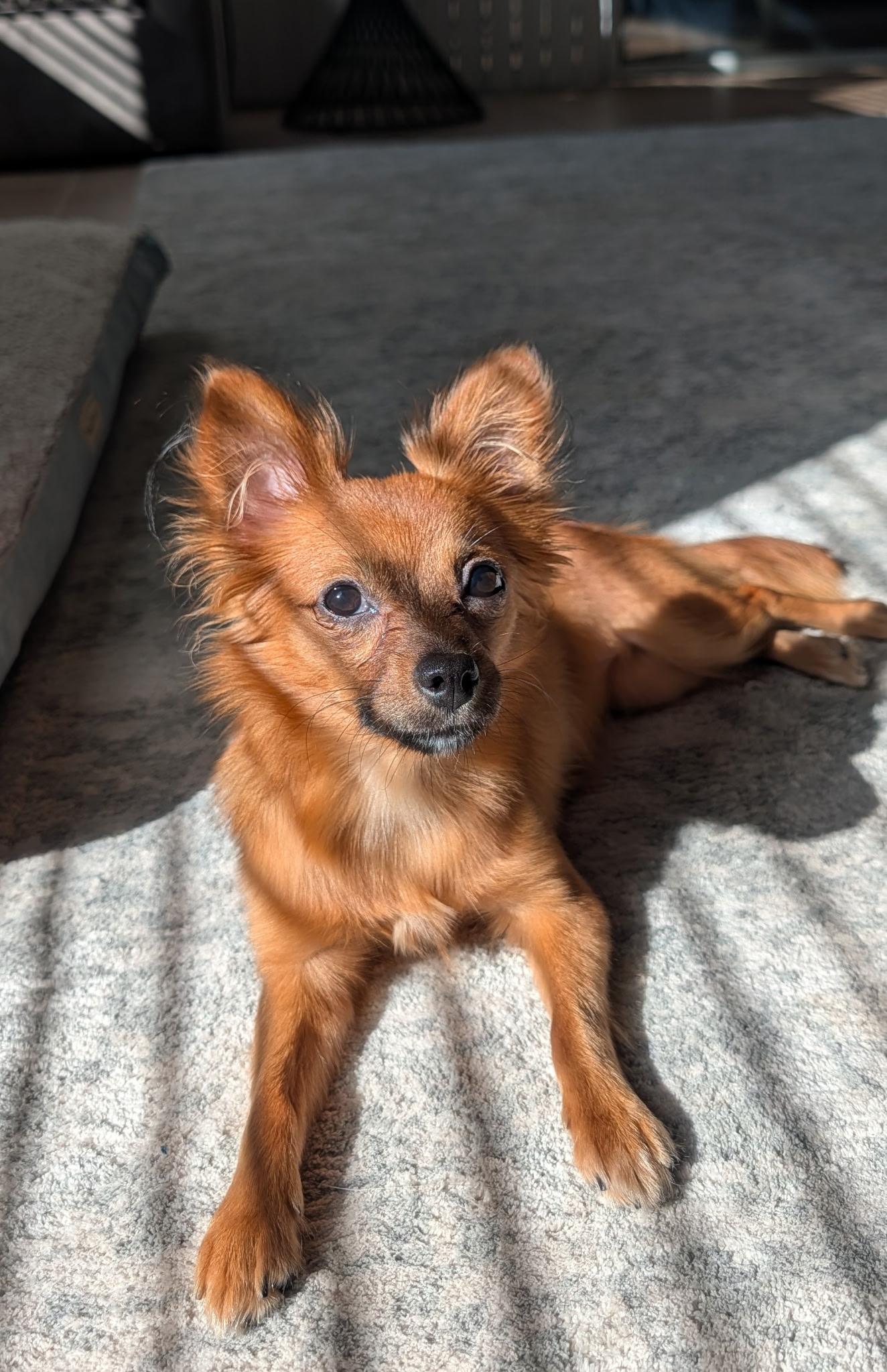 Enlarge Lyza, a Adopted mixed breed in Bradenton, FL image 5/6