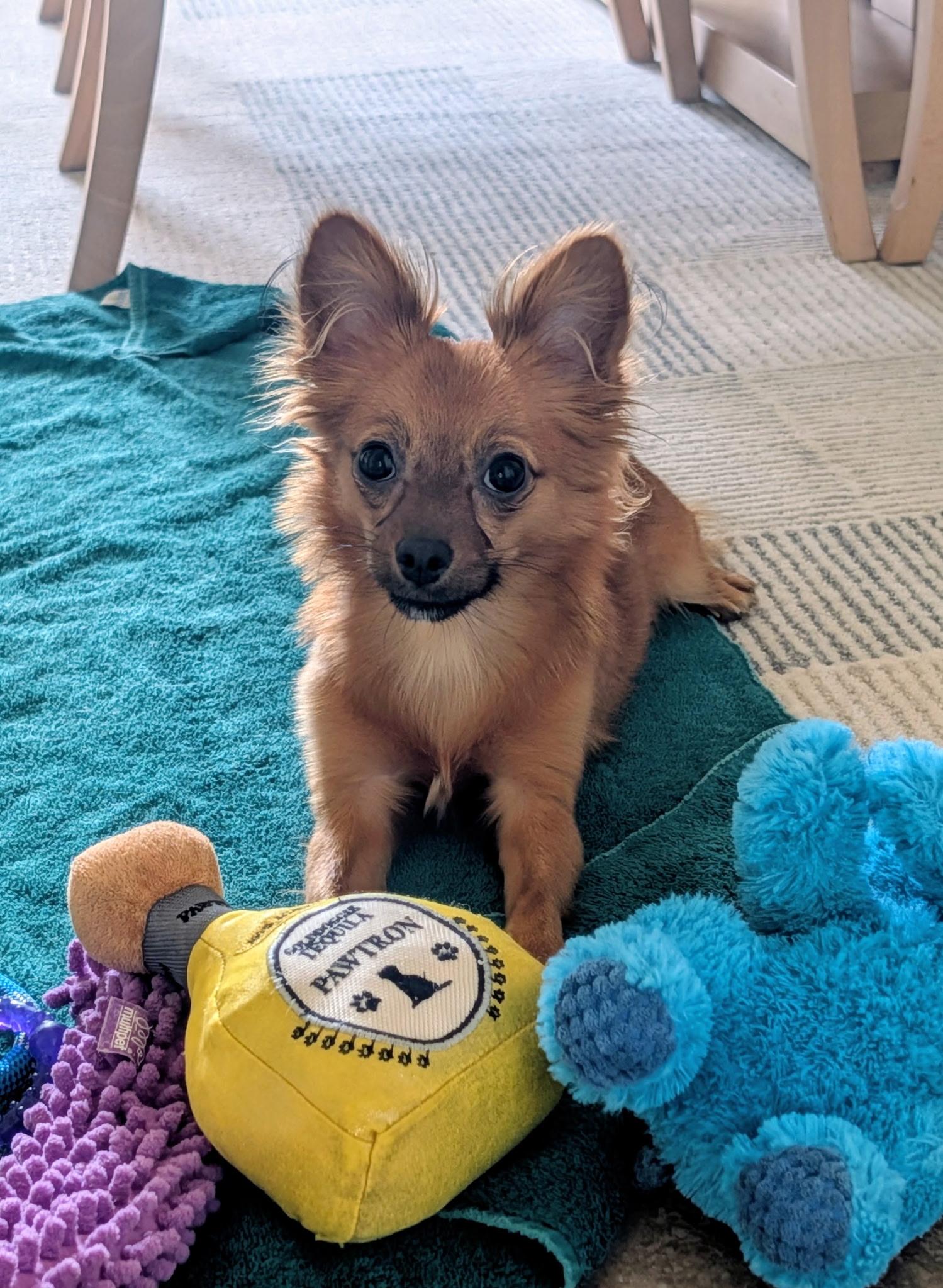 Enlarge Lyza, a Adopted mixed breed in Bradenton, FL image 4/6