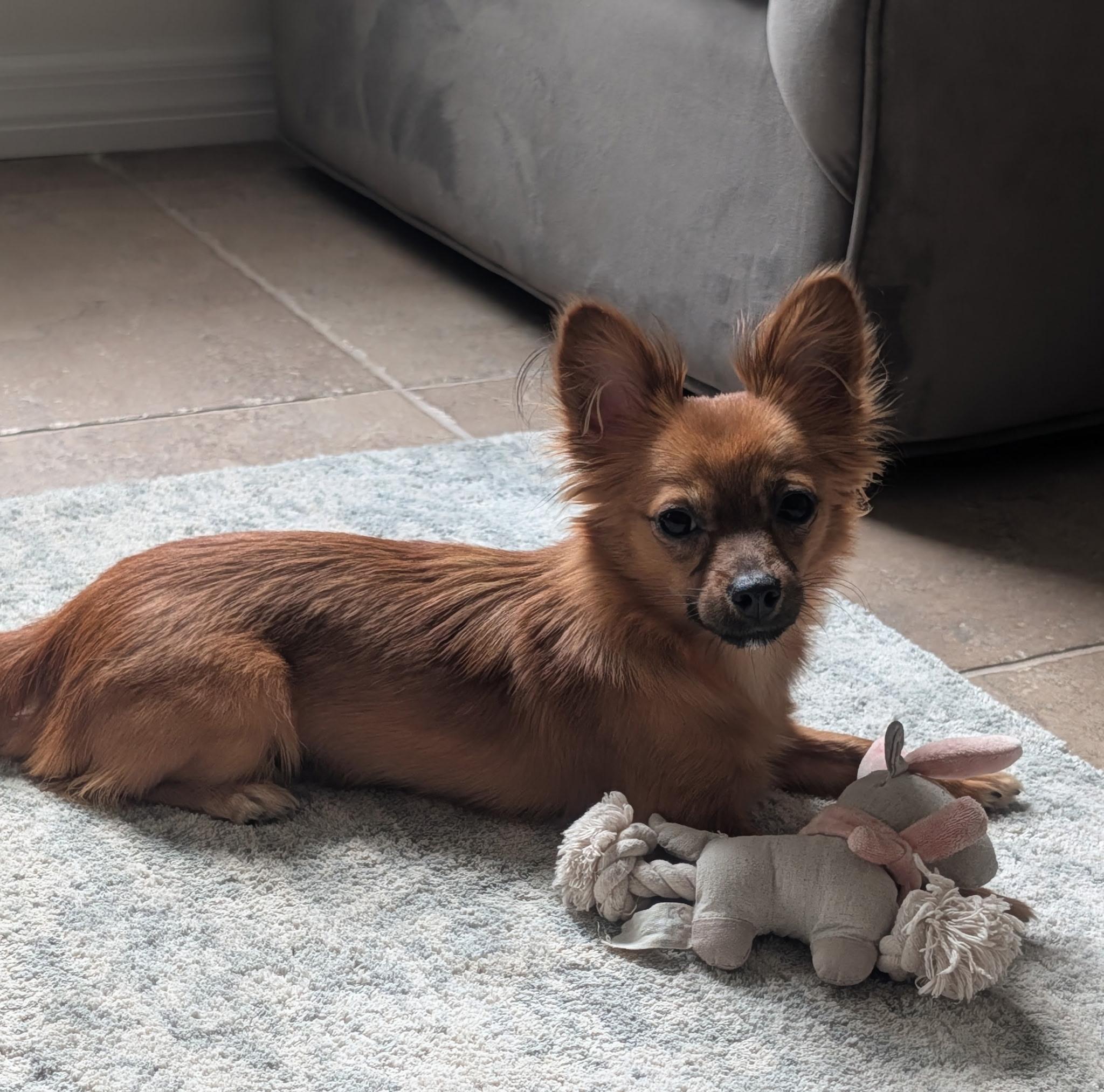 Enlarge Lyza, a Adopted mixed breed in Bradenton, FL image 6/6
