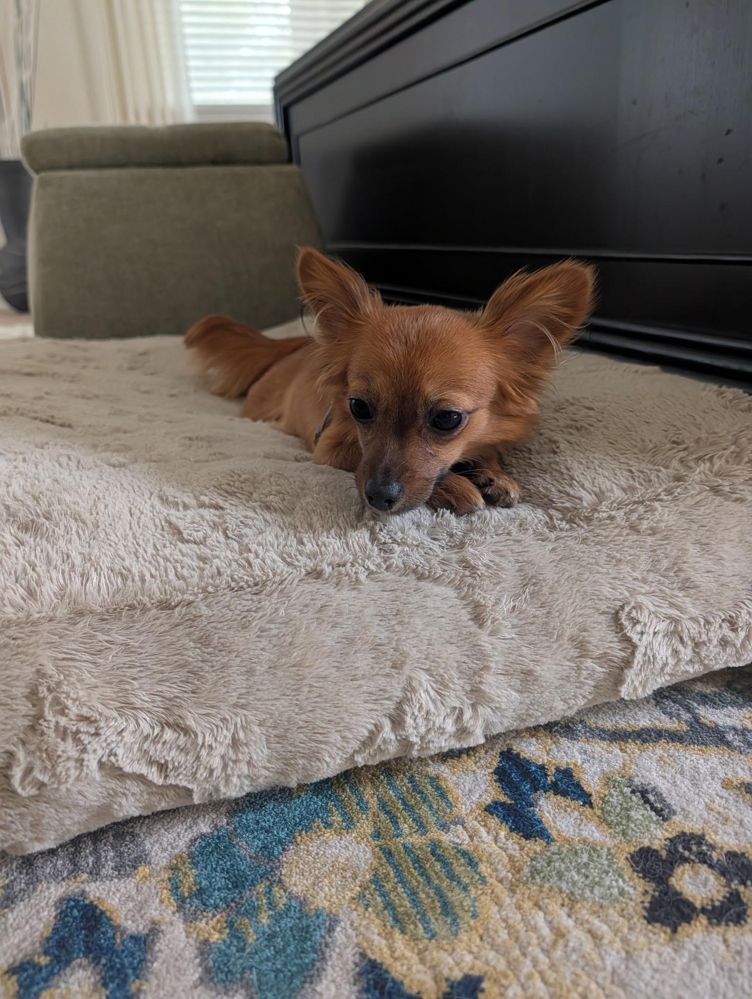 Enlarge Lyza, a Adopted mixed breed in Bradenton, FL image 3/6
