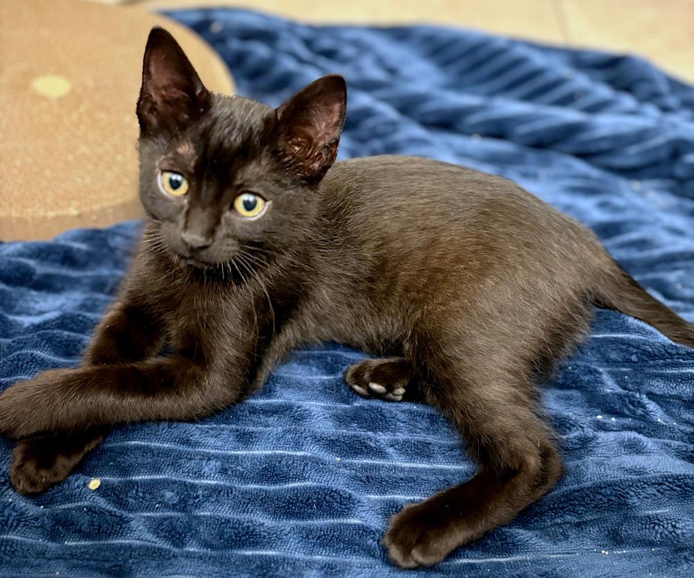 Enlarge Binx and Finley, a Adoptable mixed breed in Redlands, CA image 1/3