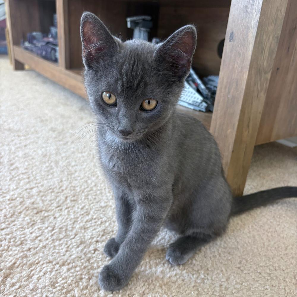 Enlarge Binx and Finley, a Adoptable mixed breed in Redlands, CA image 2/3