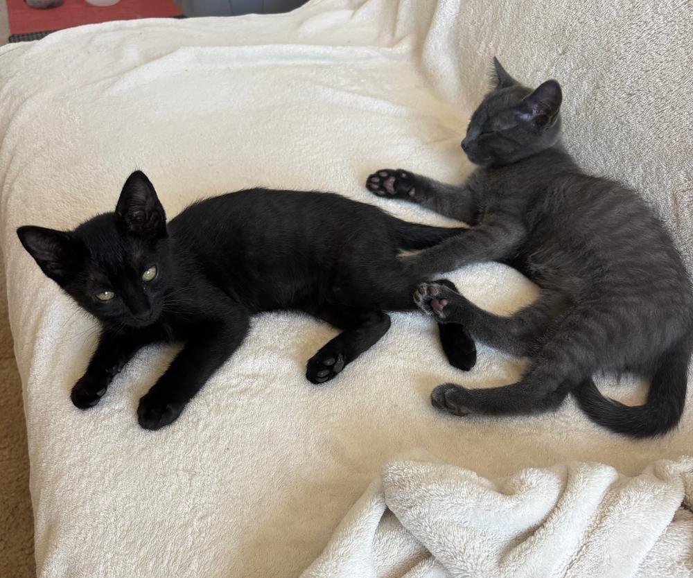 Enlarge Binx and Finley, a Adoptable mixed breed in Redlands, CA image 3/3