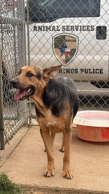 Atlas, a Adoptable mixed breed in Balch Springs, TX image 1/3
