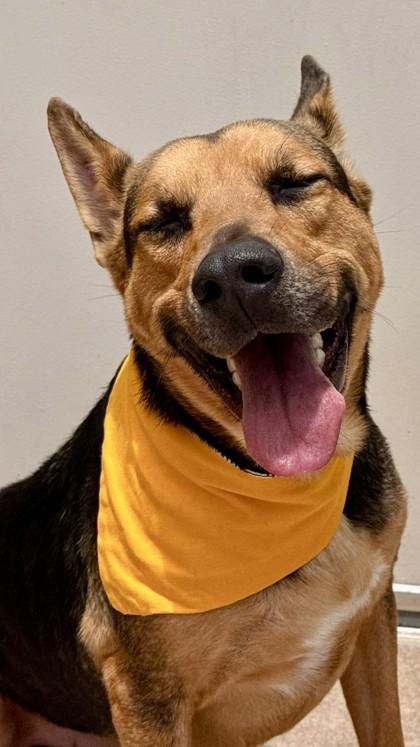 Enlarge Atlas, a Adoptable mixed breed in Balch Springs, TX image 3/3