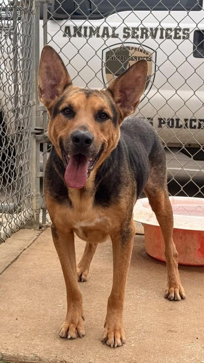 Atlas, a Adoptable mixed breed in Balch Springs, TX image 2/3