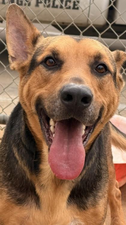 Atlas, a Adoptable mixed breed in Balch Springs, TX image 3/3