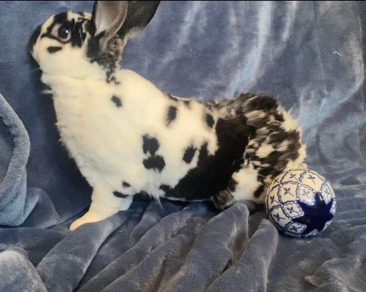 Rubble, Adopted, Young Male Mini Rex.