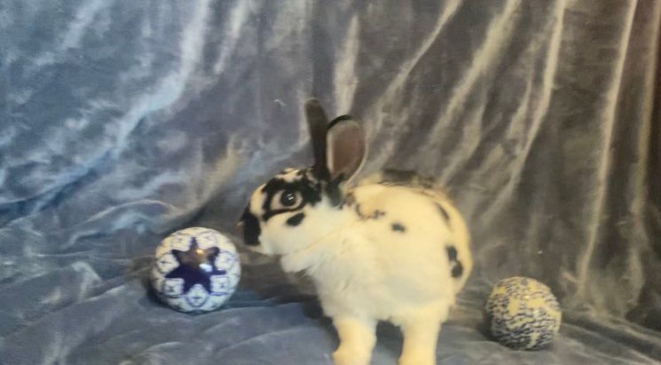 Enlarge Rubble, a Adopted Mini Rex in Saint Marys, OH image 2/6