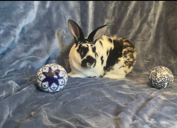 Enlarge Rubble, a Adopted Mini Rex in Saint Marys, OH image 3/6