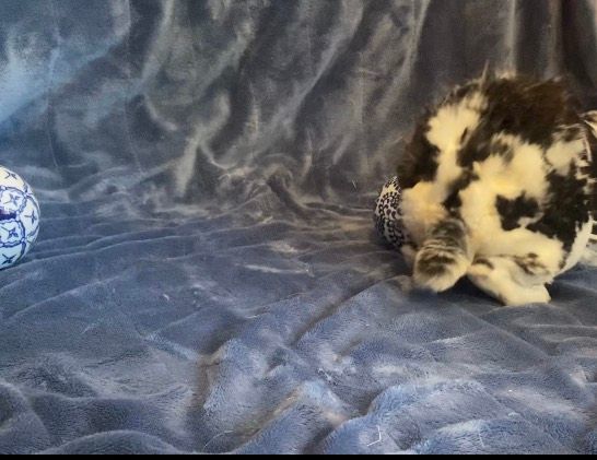 Enlarge Rubble, a Adopted Mini Rex in Saint Marys, OH image 4/6