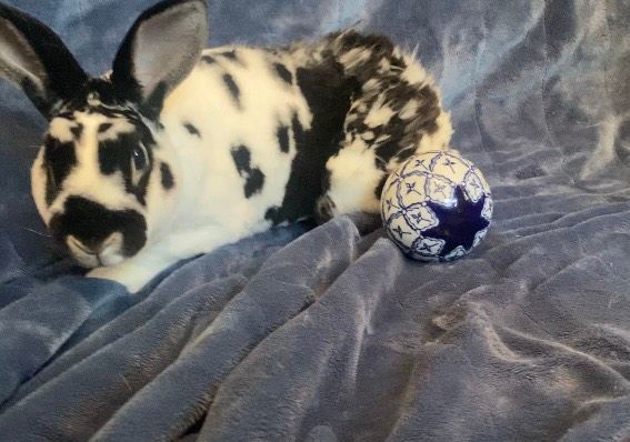 Enlarge Rubble, a Adopted Mini Rex in Saint Marys, OH image 5/6