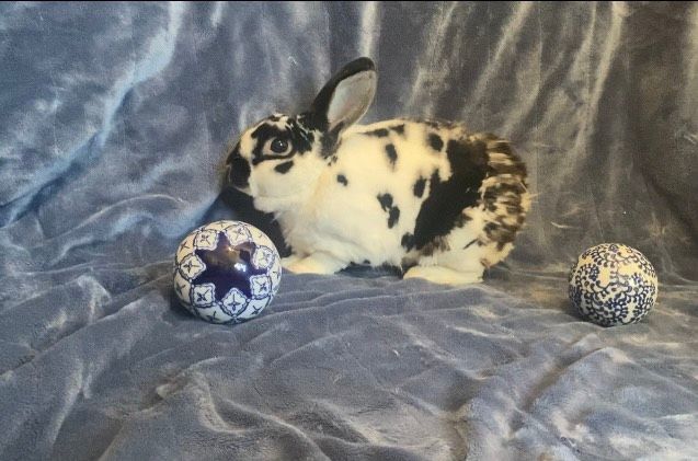 Enlarge Rubble, a Adopted Mini Rex in Saint Marys, OH image 6/6