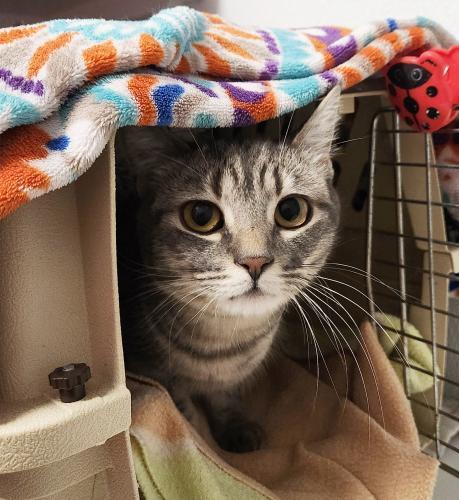 Enlarge Lizzy, a Adoptable Domestic Short Hair in St. Johnsbury, VT image 1/1