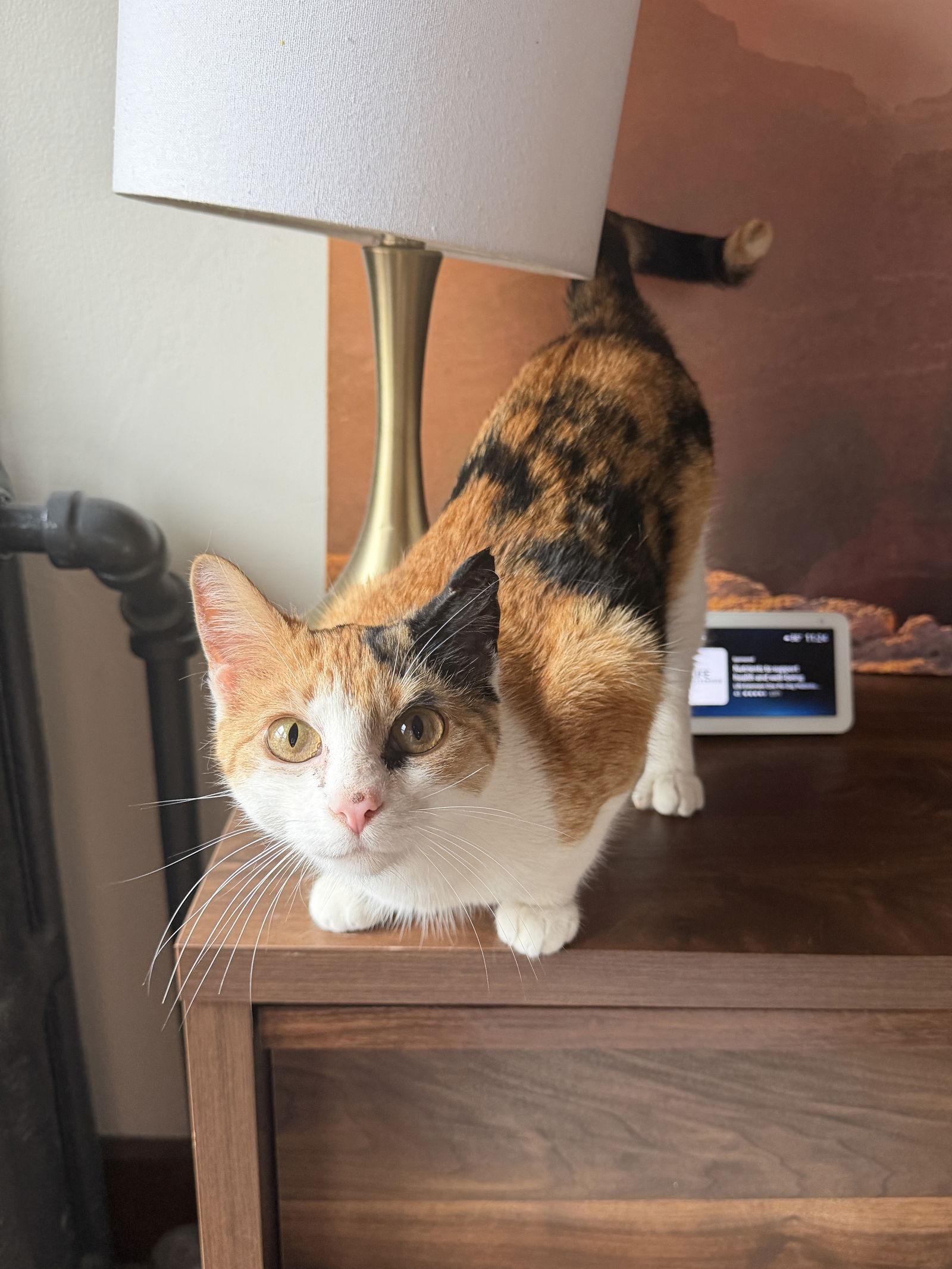 Enlarge Ramen, a Adopted Domestic Short Hair in Crystal, MN image 1/3