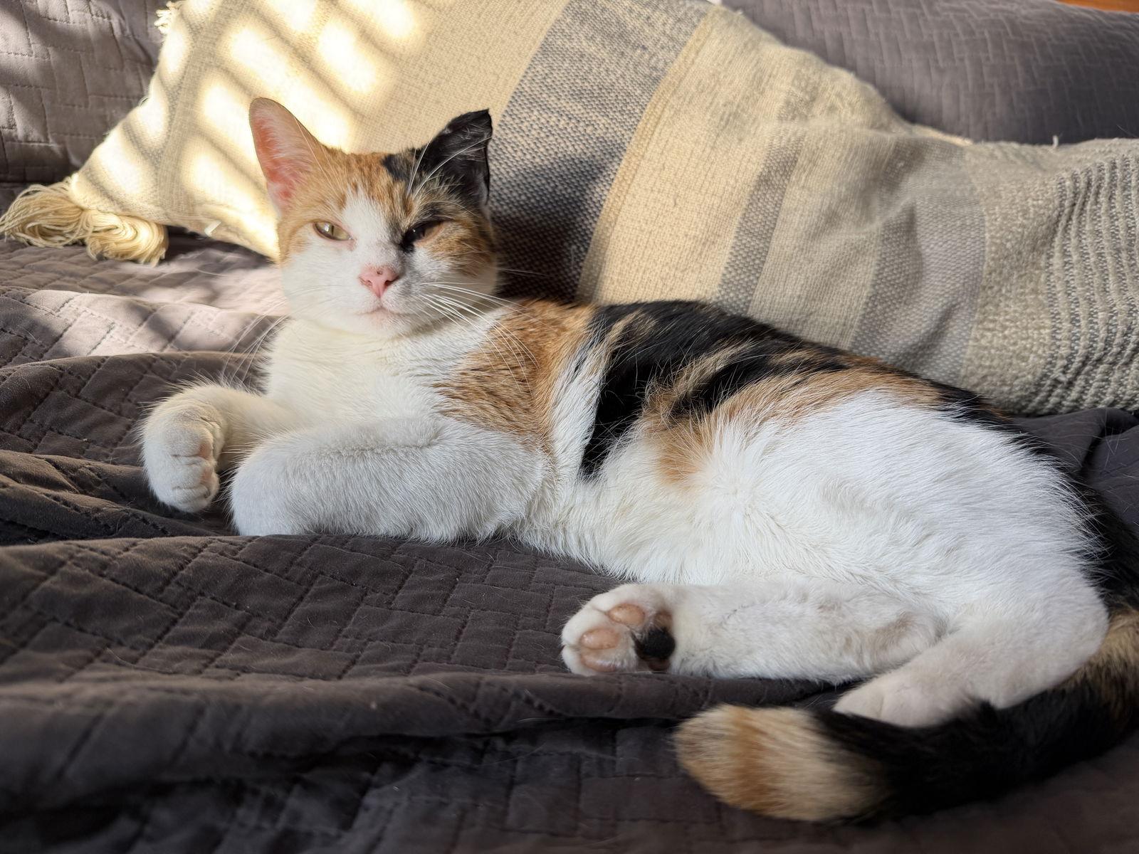 Enlarge Ramen, a Adopted Domestic Short Hair in Crystal, MN image 2/3