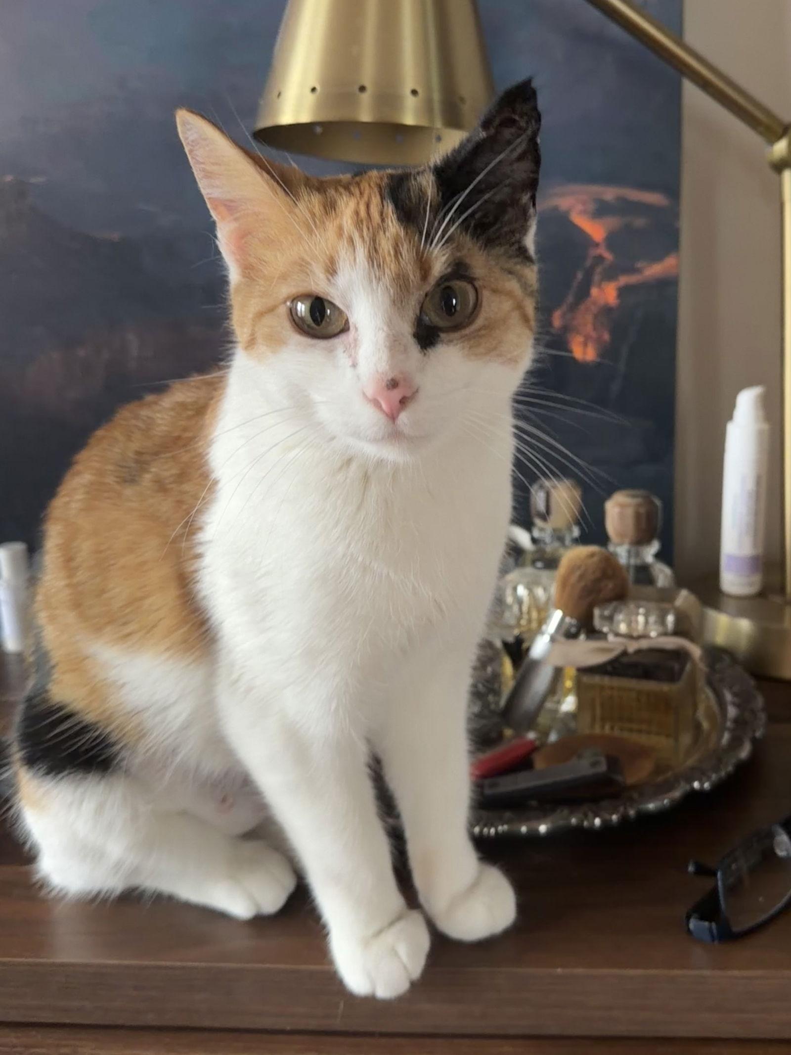 Enlarge Ramen, a Adopted Domestic Short Hair in Crystal, MN image 3/3