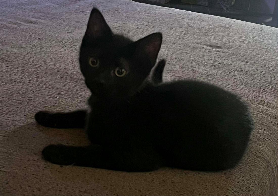 Lexus, adopted, Kitten Female Domestic Short Hair.