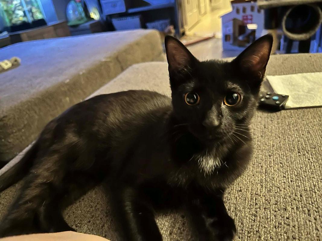 Enlarge Lexus, an adopted mixed breed in Mississauga, ON image 1/1