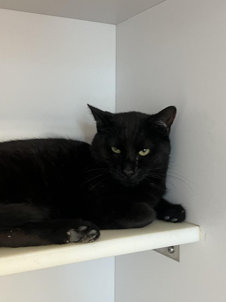 Enlarge Drizzle, a Adoptable Domestic Short Hair in Bolivar, MO image 1/2