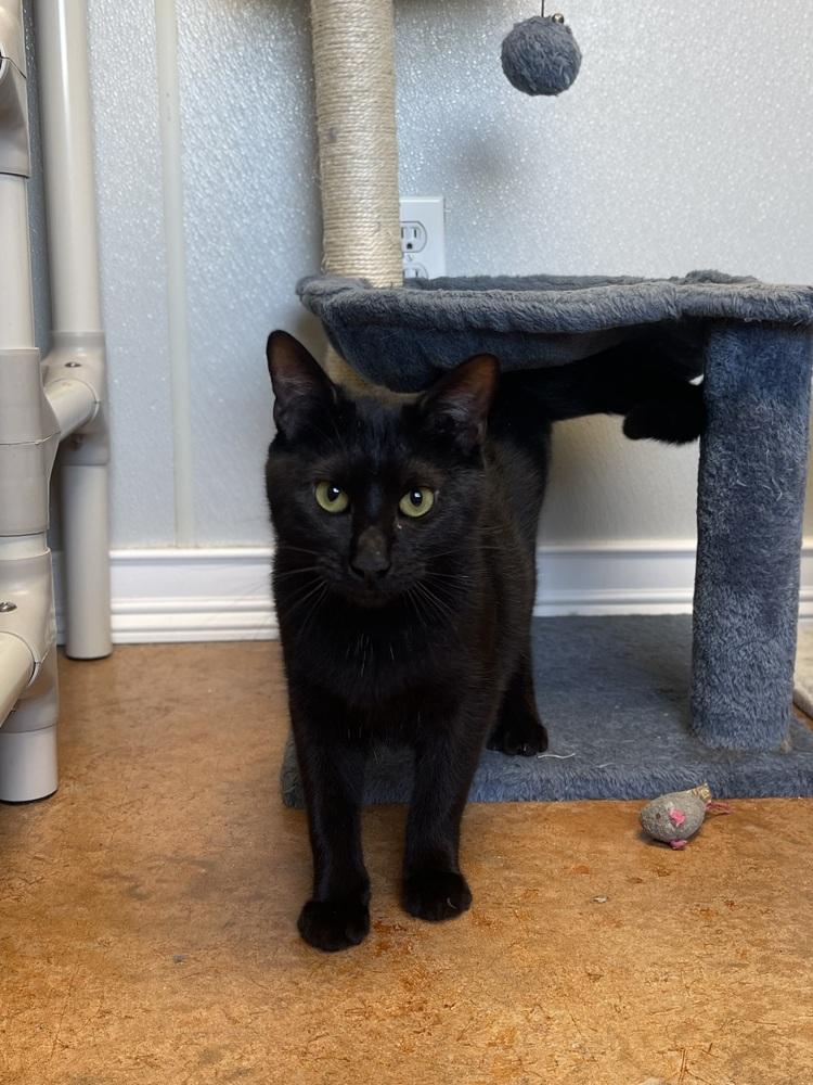 Drizzle, a Adoptable Domestic Short Hair in Bolivar, MO image 2/3