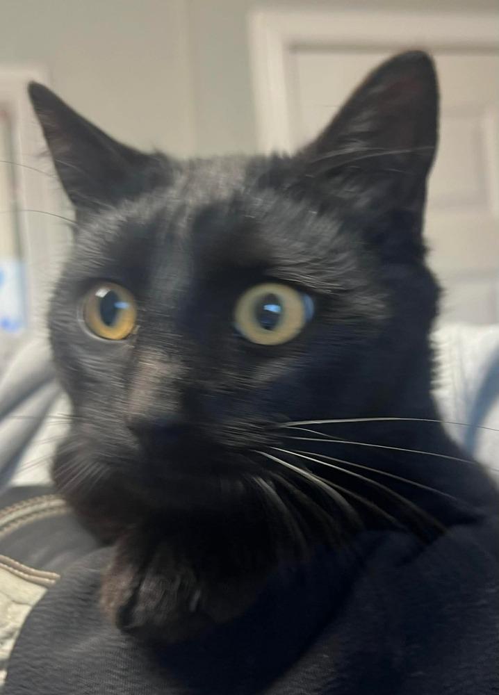 Enlarge Drizzle, a Adoptable Domestic Short Hair in Bolivar, MO image 2/2