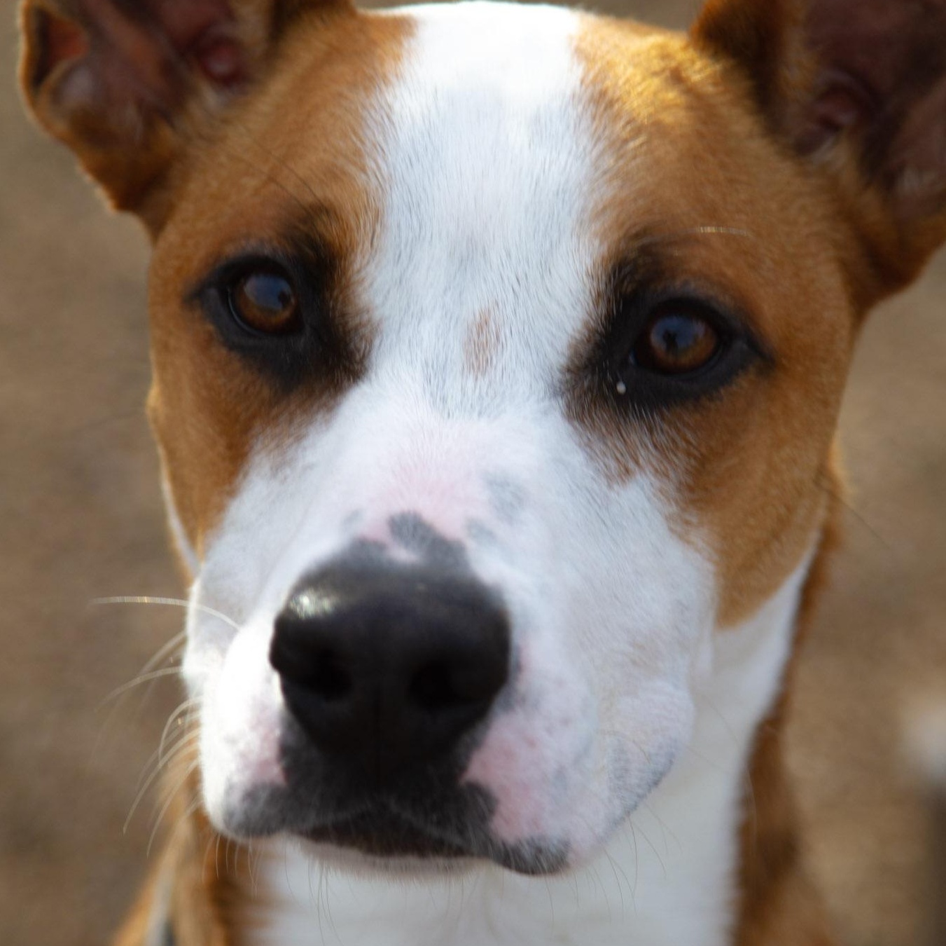 Goku, ADOPTABLE, Young Male Mixed Breed.
