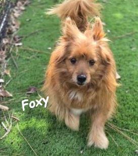 Foxy, Adoptable, Senior Male Pomeranian & Dachshund.