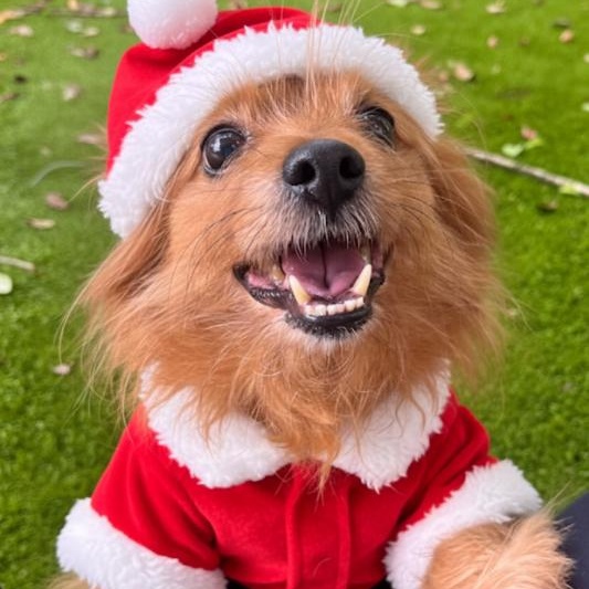 Foxy, Adoptable, Senior Male Pomeranian & Dachshund.