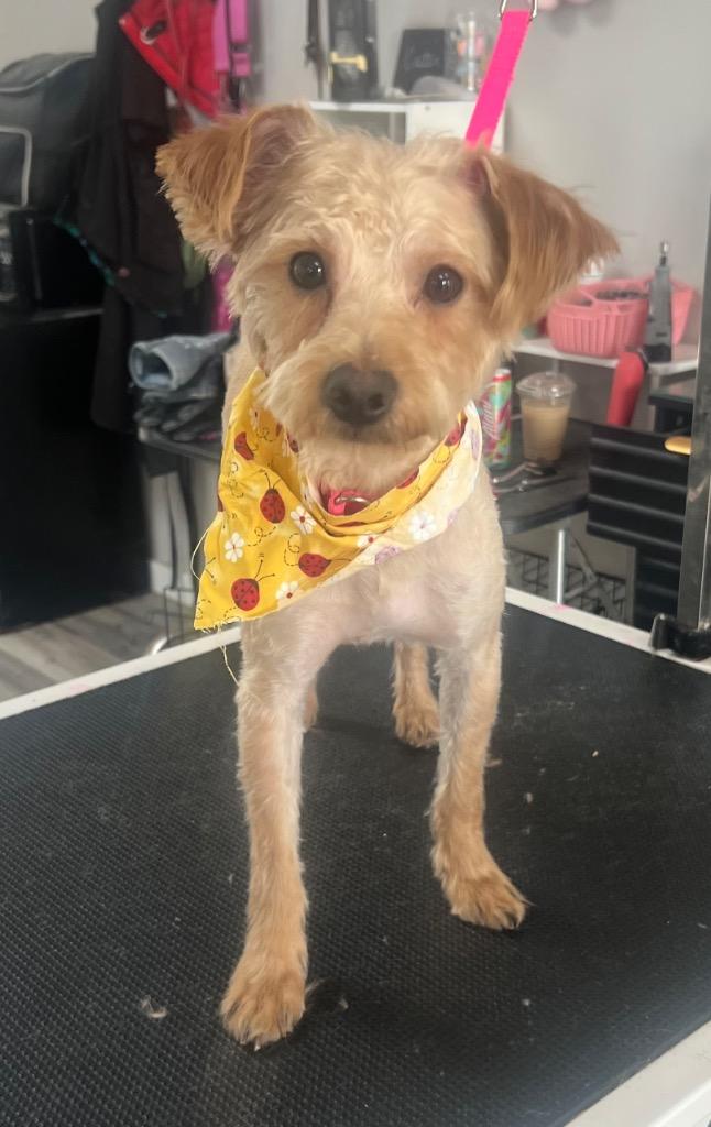 Enlarge Sparrow, a Adoptable mixed breed in Decatur, IN image 1/1