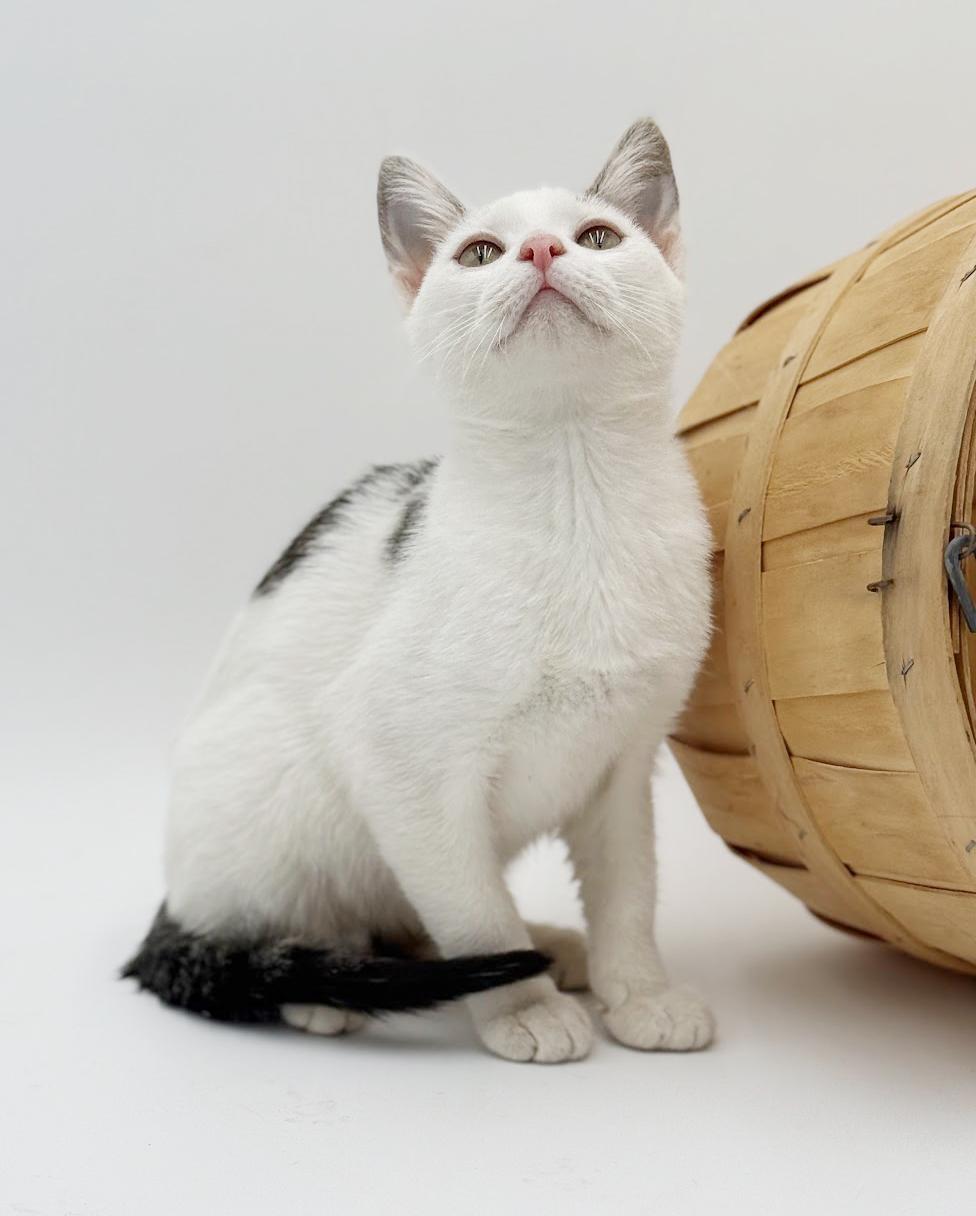 Enlarge Polka is teeny tiny adorableness!   , a Adoptable Turkish Van in Bedford Hills, NY image 5/6