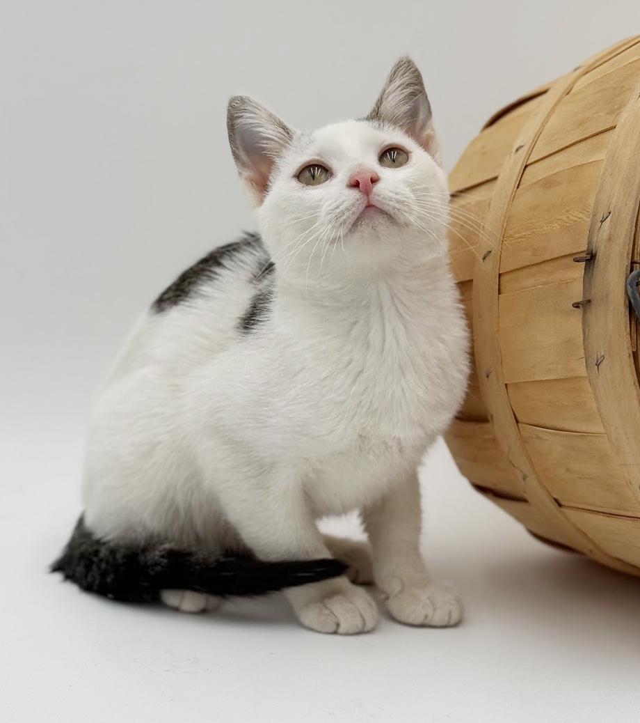 Enlarge Polka is teeny tiny adorableness!   , a Adoptable Turkish Van in Bedford Hills, NY image 4/6