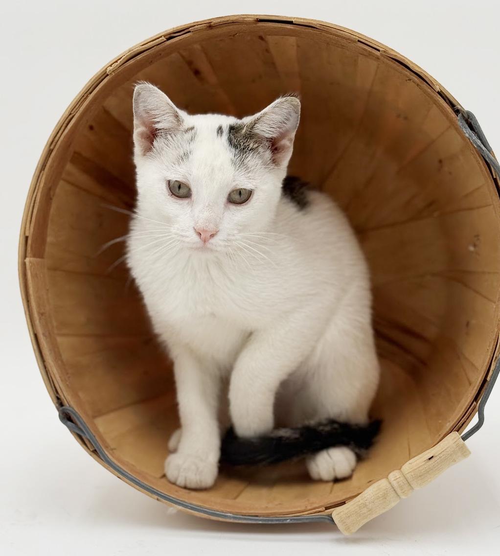 Enlarge Polka is teeny tiny adorableness!   , a Adoptable Turkish Van in Bedford Hills, NY image 1/6