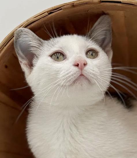 Enlarge Polka is teeny tiny adorableness!   , a Adoptable Turkish Van in Bedford Hills, NY image 3/6