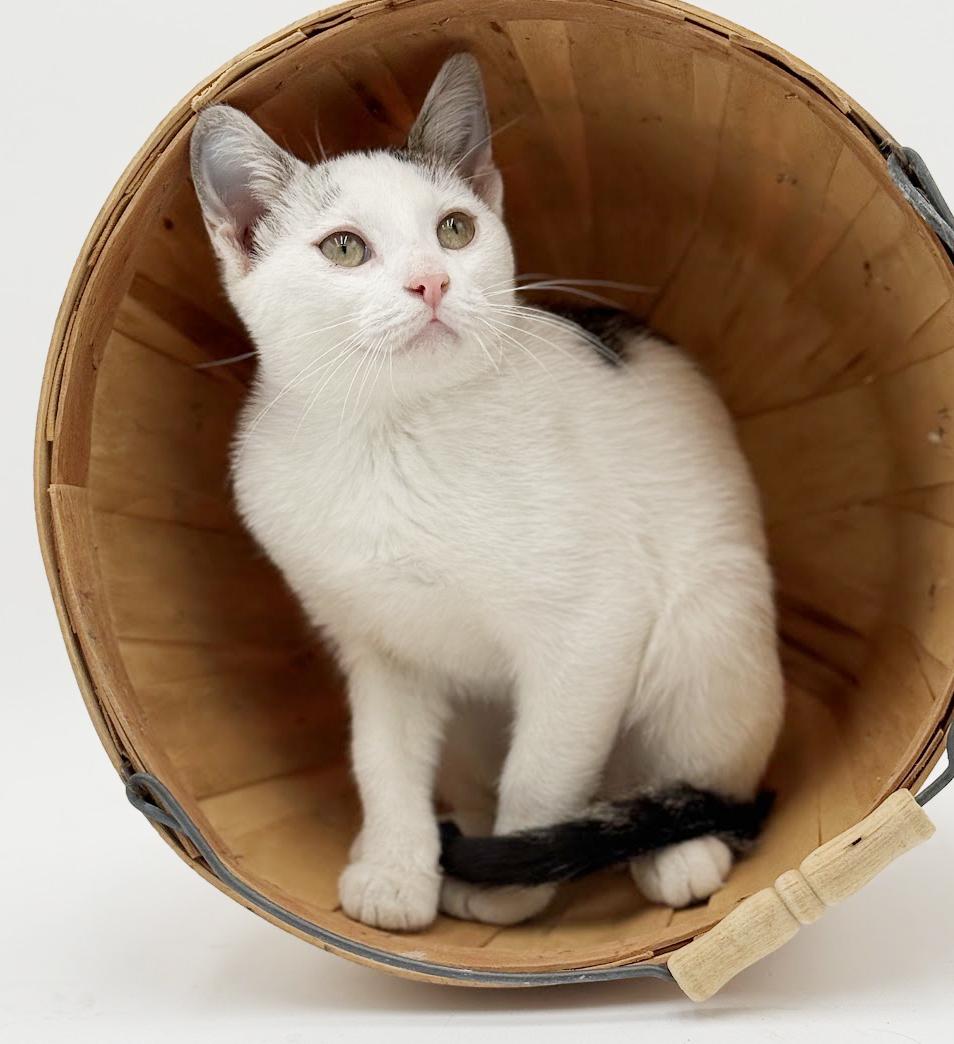 Enlarge Polka is teeny tiny adorableness!   , a Adoptable Turkish Van in Bedford Hills, NY image 2/6