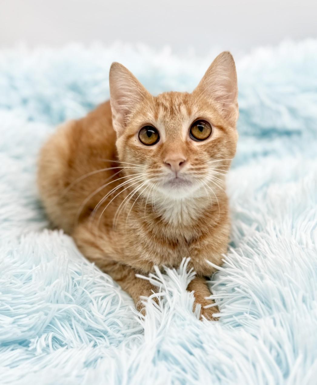 Parking Ticket, a Adoptable American Bobtail in Covington, LA image 6/6