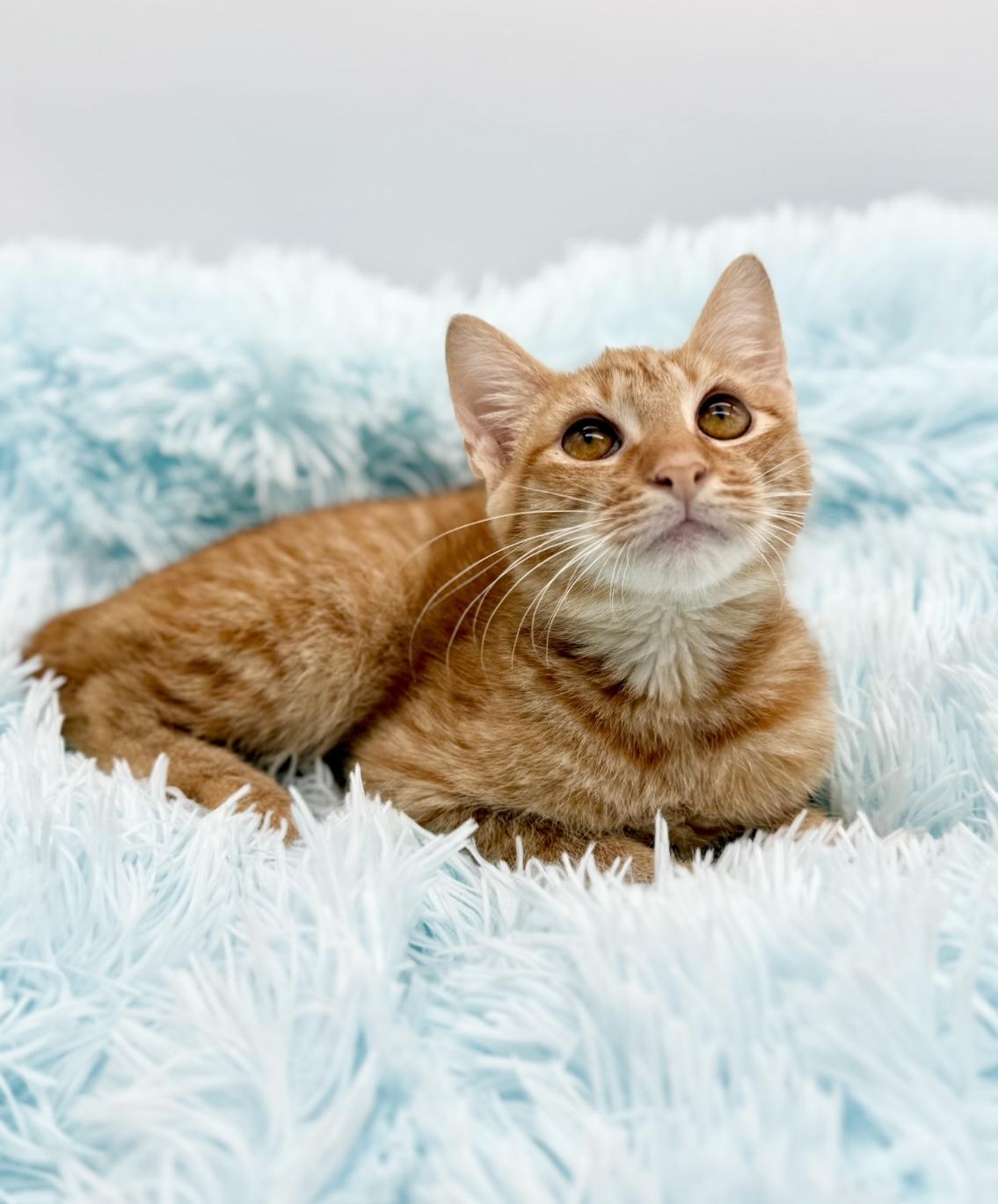 Parking Ticket, a Adoptable American Bobtail in Covington, LA image 4/6