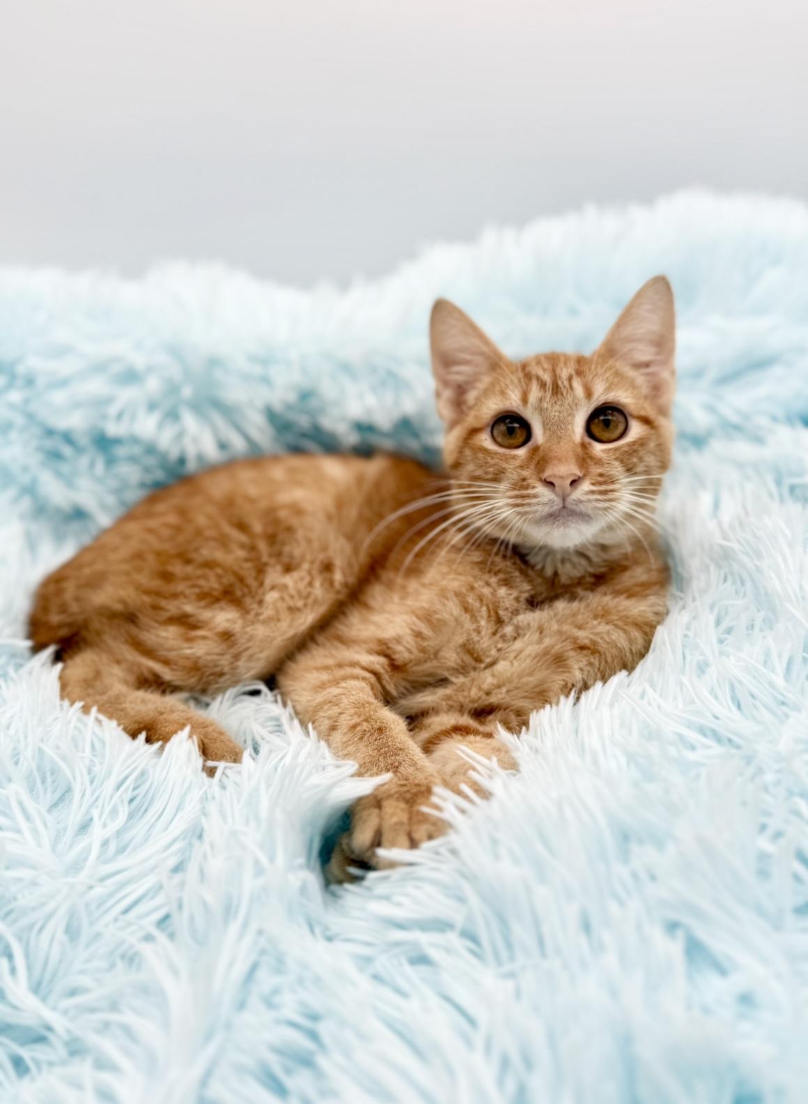 Parking Ticket, a Adoptable American Bobtail in Covington, LA image 5/6