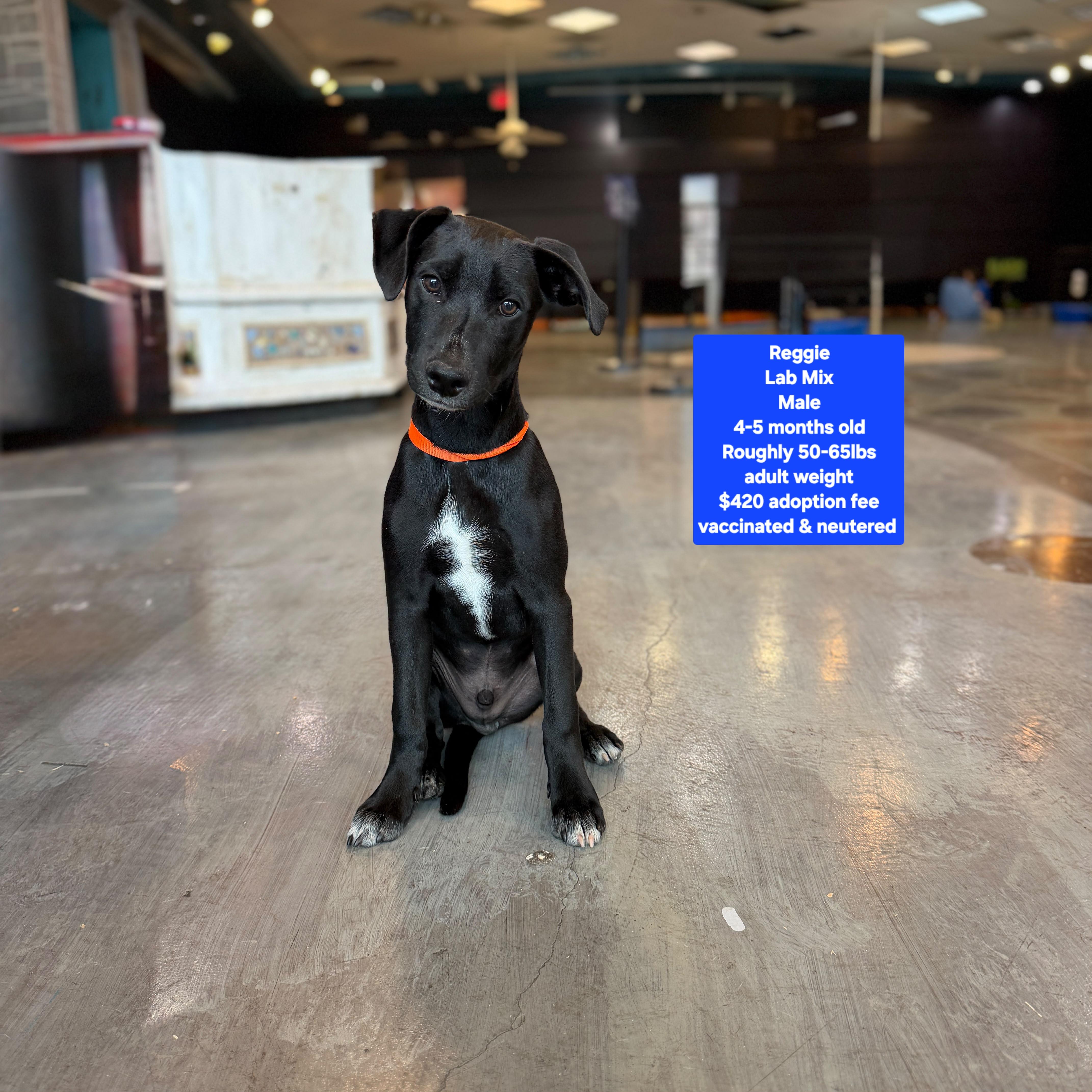 Reggie, Adoptable, Puppy Male Black Labrador Retriever.