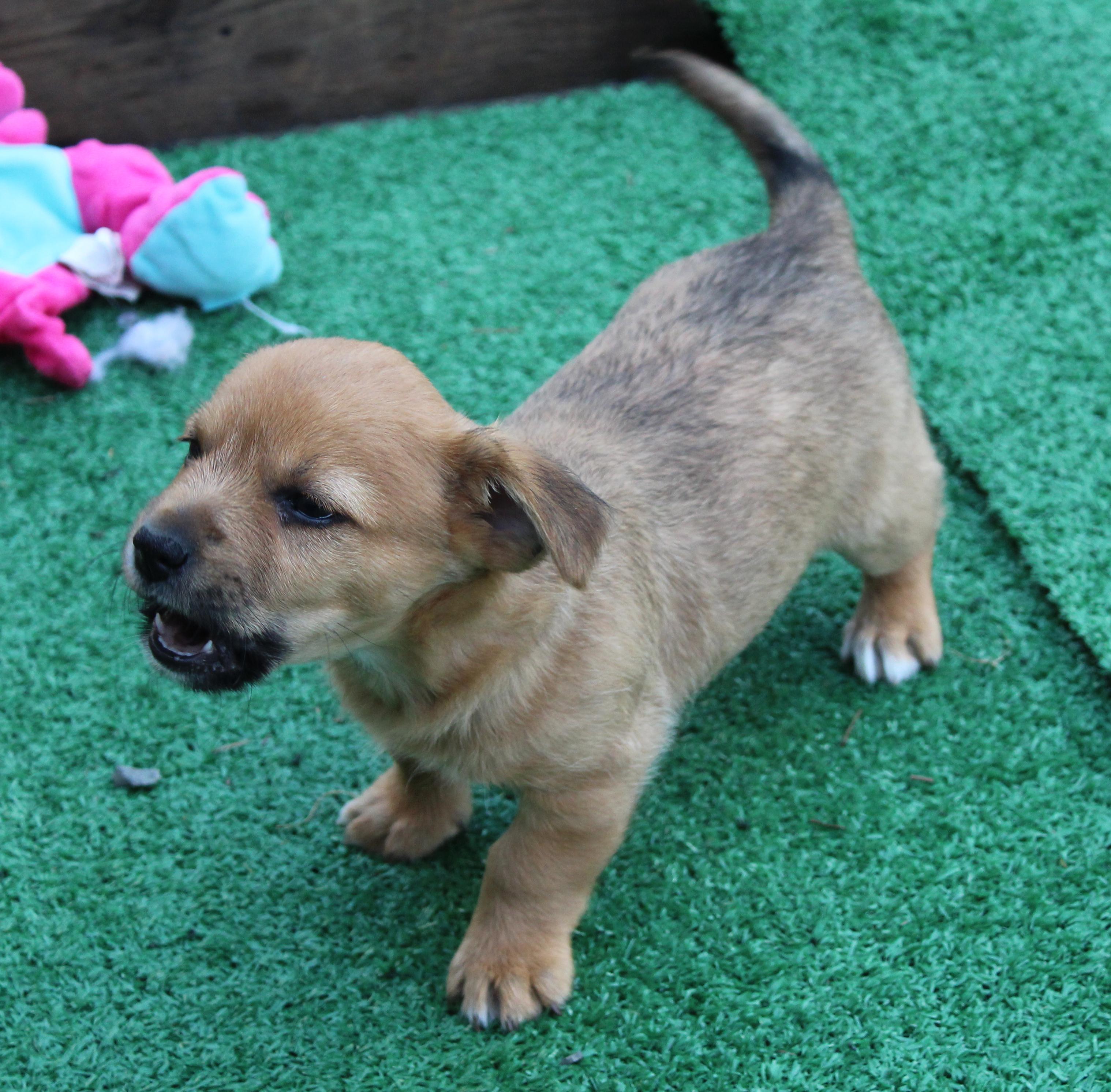 Enlarge Jaguar (Big Cat litter), an adoptable mixed breed in Silvana, WA image 4/6