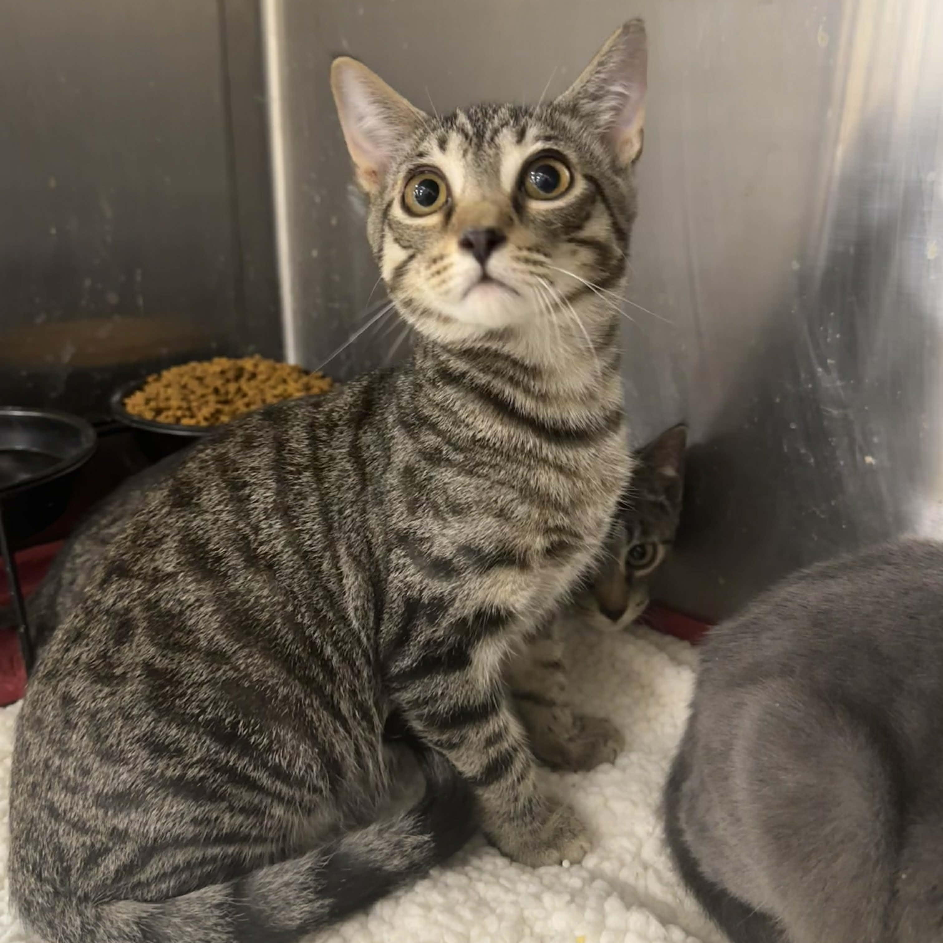 Enlarge Daxton, an adopted mixed breed in Antioch, CA image 1/1