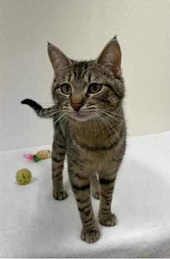 Roomba, a ADOPTABLE Domestic Short Hair in Red Wing, MN image 3/4