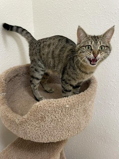Roomba, a ADOPTABLE Domestic Short Hair in Red Wing, MN image 2/4