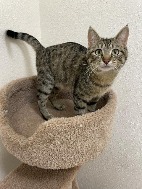 Roomba, a ADOPTABLE Domestic Short Hair in Red Wing, MN image 4/4