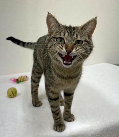 Roomba, ADOPTABLE, Adult Female Domestic Short Hair.